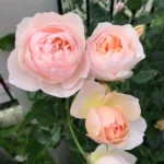 THE SHEPHEDESS - Image 6