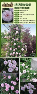 HUIS TEN BOSCH - Image 6