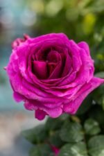 FEE MAGENTA - Image 6