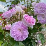 PANC PAN BLEU - Image 3