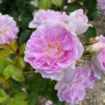 PANC PAN BLEU - Image 2