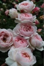 SHARIFA ASMA - Image 2