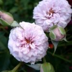 HUIS TEN BOSCH - Image 4