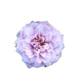 HUIS TEN BOSCH - Image 3