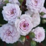 HUIS TEN BOSCH - Image 2