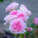 WIFE OF BATH - Image 2