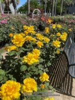 HENRY FONDA - Image 5