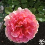 CARIBBEAN BREEZE - Image 5