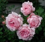 WIFE OF BATH - Image 3