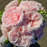 CLAIRE ROSE