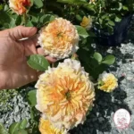 JASON'S RESOLVE - Image 3