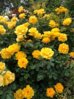 HENRY FONDA - Image 2