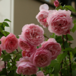 SONIA RYKIEL - Image 6