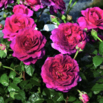 TIMELESS PURPLE - Image 2