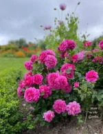 PRINCESS ANNE - Image 5