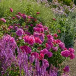 PRINCESS ANNE - Image 4