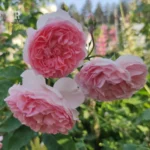 RADIO TIMES - Image 2