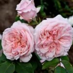 CLAIRE ROSE - Image 2