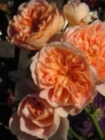 TEA CLIPPER - Image 4