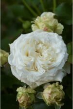 CREMET D'ANJOU - Image 2