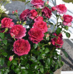 TIMELESS PURPLE - Image 4