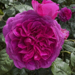 TIMELESS PURPLE - Image 5