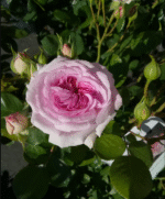 PANC PAN BLEU - Image 5