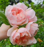 THE SHEPHEDESS - Image 5