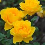 HENRY FONDA - Image 3