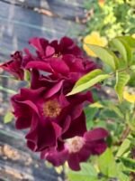 DRUNKEN JOY - Image 2