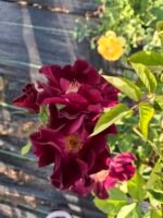 DRUNKEN JOY - Image 3