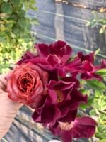 DRUNKEN JOY - Image 4