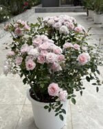 MENG XING LUO - Image 3