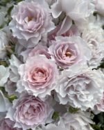 MENG XING LUO - Image 8