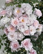 MENG XING LUO - Image 2