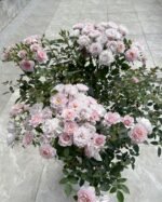 MENG XING LUO - Image 4