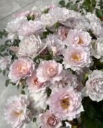 MENG XING LUO - Image 6