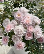 MENG XING LUO - Image 7