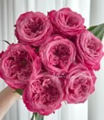 VILLA MUZE - Image 2