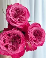 VILLA MUZE - Image 3