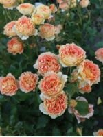 APRICOT CHIFFON - Image 3