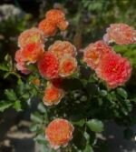 APRICOT CHIFFON - Image 2