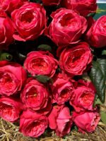 VILLA VARIOLA - Image 3