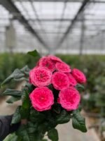 VILLA VARIOLA - Image 2