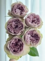 VILLA LILLA - Image 3