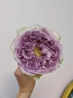 VILLA LILLA - Image 2