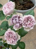 VILLA LILLA - Image 5