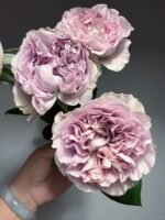 VILLA LILLA - Image 6