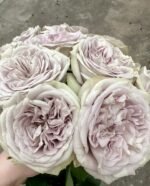 SILVERMINE - Image 3