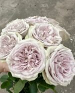 SILVERMINE - Image 2